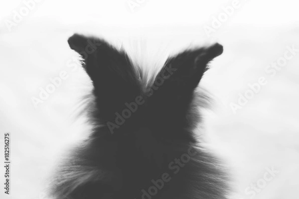 Fototapeta White fluffy rabbit