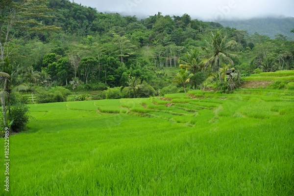 Fototapeta View of rice fields with a background of green hills and blue sky. Green rice fields from the top angle.