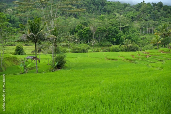 Fototapeta View of rice fields with a background of green hills and blue sky. Green rice fields from the top angle.