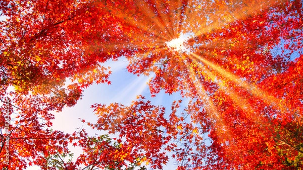 Obraz 美しい紅葉の葉っぱから差し込む木漏れ日