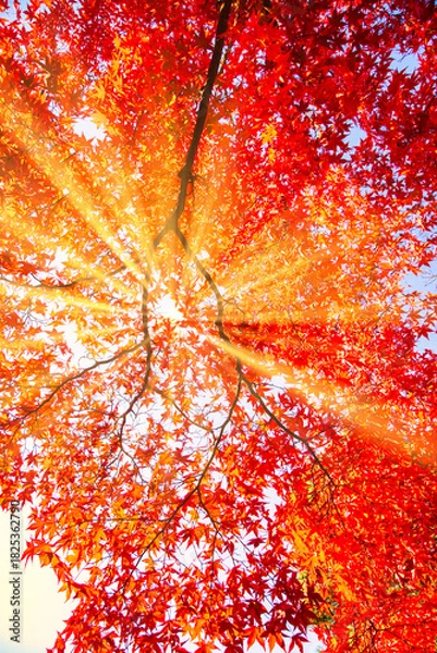 Obraz 美しい紅葉の葉っぱから差し込む木漏れ日