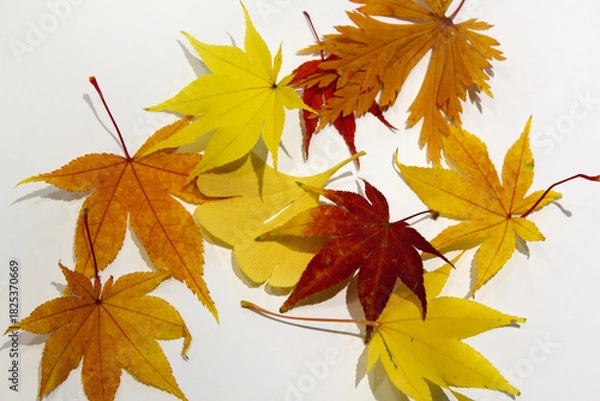 Obraz These are maple leaves placed on a white background.