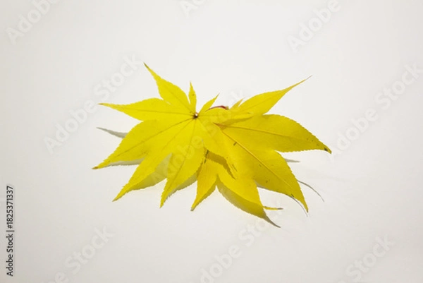 Obraz It is a yellow maple leaf placed on a white background.