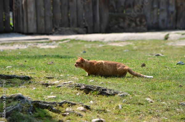 Obraz  Cat on hunt