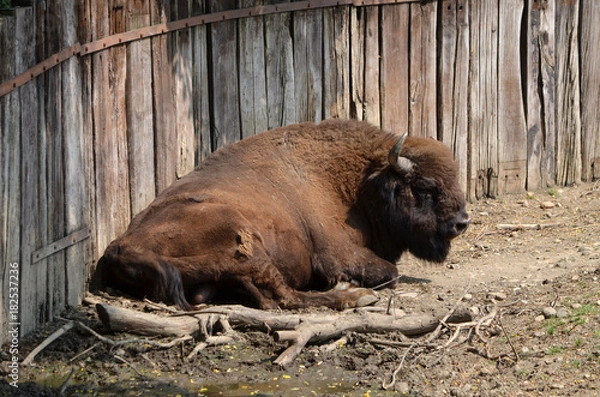 Obraz  Bizon is resting