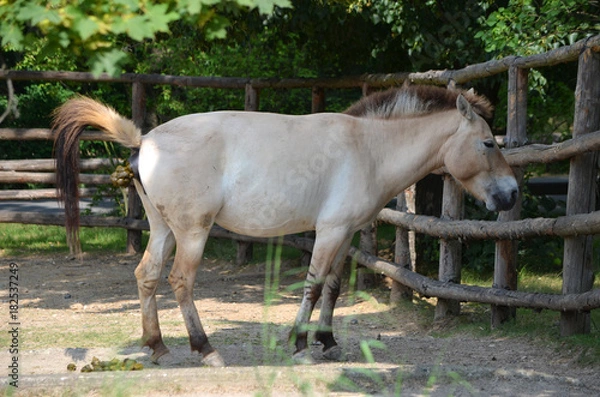 Obraz Horse and shit