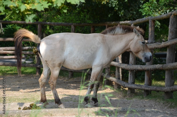 Obraz Horse and shit