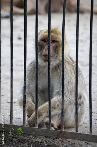 Obraz  Monkey behind the fence