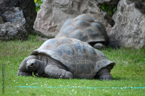 Obraz  Turtle Huge in the grass