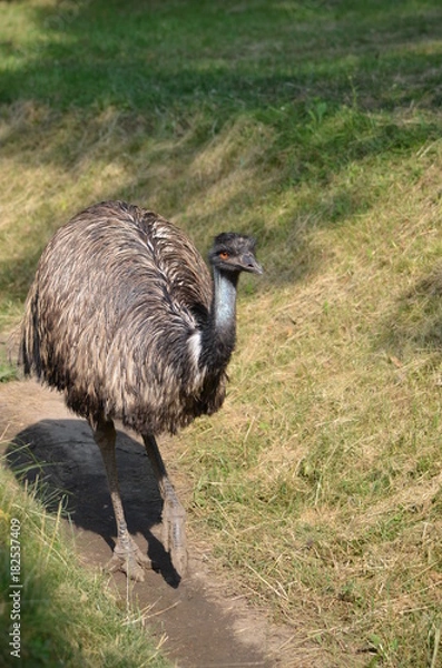 Obraz Emu is going through