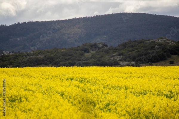 Obraz Campo amarillo