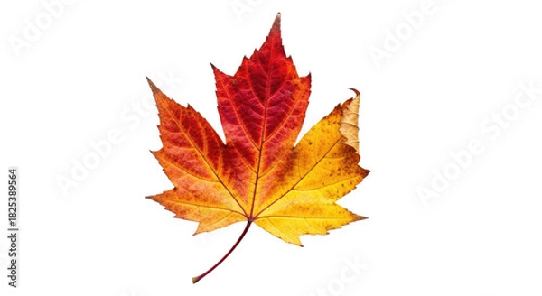 Fototapeta Colorful Autumn Maple Leaf Isolated on White Background.