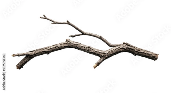 Fototapeta Dry Fallen Tree Branch on White Background 1.