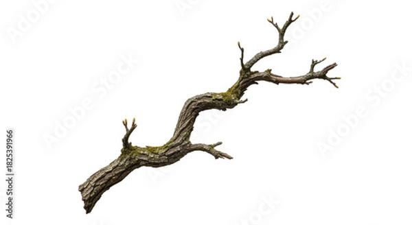 Fototapeta Dry Leafless Tree Branch Isolated on White Background.