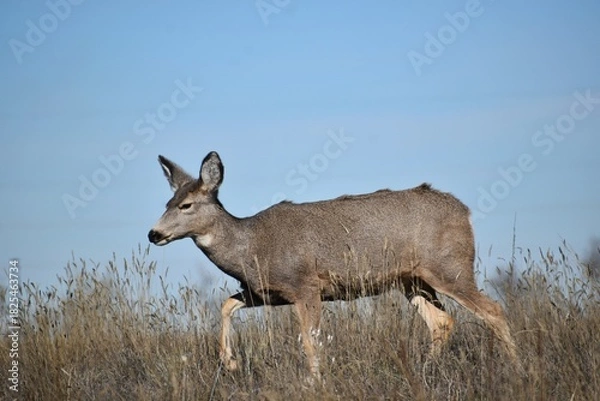 Fototapeta Deer walking through field