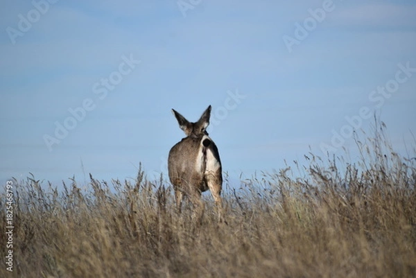 Fototapeta Deer in field