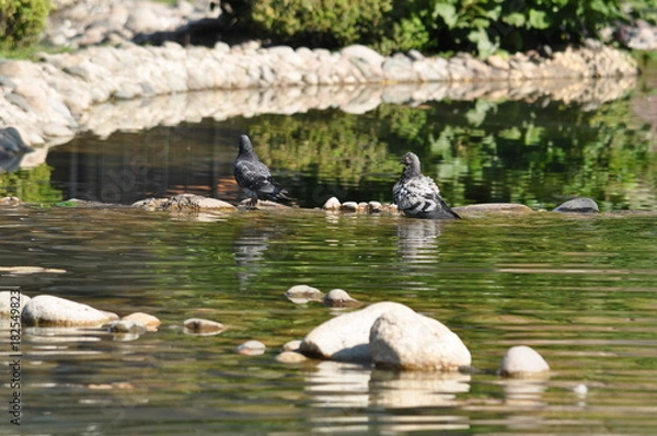 Obraz Love and pigeons