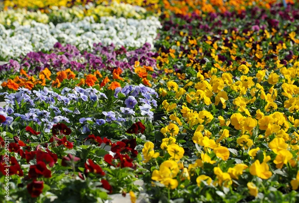 Fototapeta 出荷待ちのきれいに色分けされたカラフルなパンジーの花苗たち