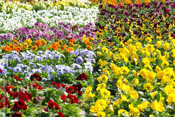 Fototapeta 出荷待ちのきれいに色分けされたカラフルなパンジーの花苗たち