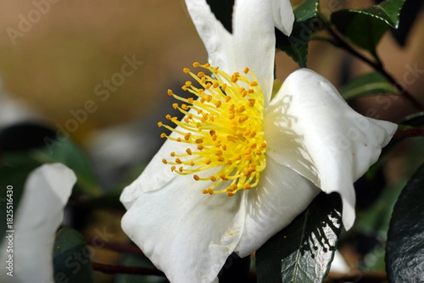 Fototapeta 秋に咲く黄色と白花ユチャの大きな花側面アップ（晴天下自然光＋ストロボマクロ撮影）
