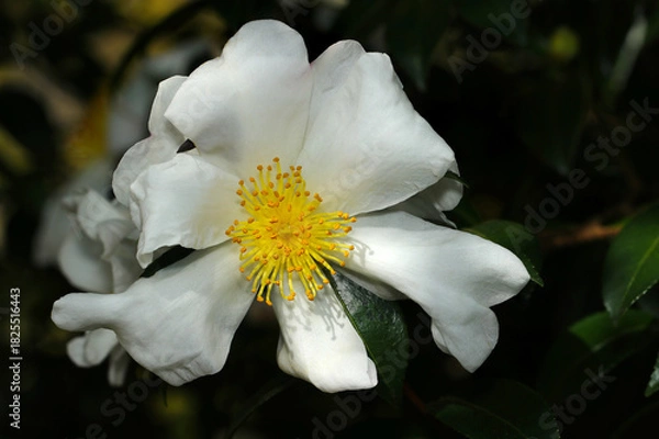 Fototapeta 秋に咲く黄色の雄蕊めしべと白い花びらが美しいユチャの花（晴天下自然光＋ストロボマクロ撮影）