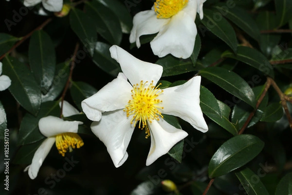 Fototapeta 秋に咲く黄色と白花ユチャの大きな花枝正面アップ（晴天下自然光＋ストロボマクロ撮影）

