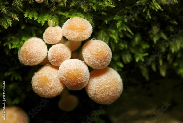 Fototapeta モフモフかわいい、産毛の生えたボーロのような猛毒のニガクリタケキノコの幼菌（自然下茸類マクロ撮影）