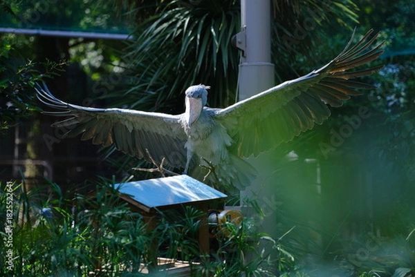 Fototapeta Shoebill Stork Landing on Perch with Fully Outstretched Wings