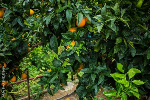 Obraz mandarin tree. concept of the growth of an orange tree. background, orange tree in the yard
