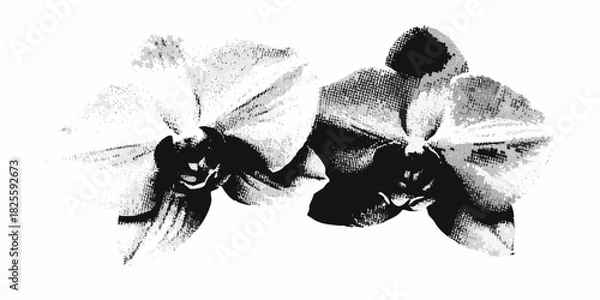 Fototapeta Monochrome orchid blossoms with distressed halftone texture on white background