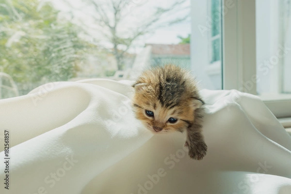 Obraz Cute lazy kitten