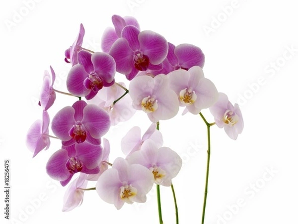 Obraz orchids