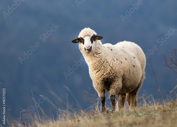 Fototapeta Sheep grazing on hillside with forest in background
