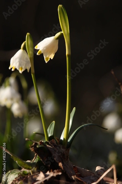 Obraz Märzenbecher vor dunklem Hintergrund