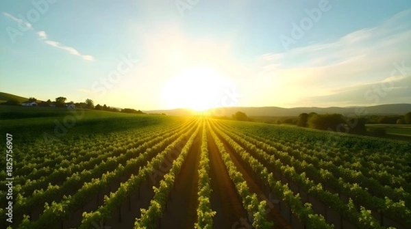 Fototapeta Sun setting over a vineyard field with rows of vines stretching across the landscape illuminated by warm evening light creating a serene agricultural scene with ordered patterns