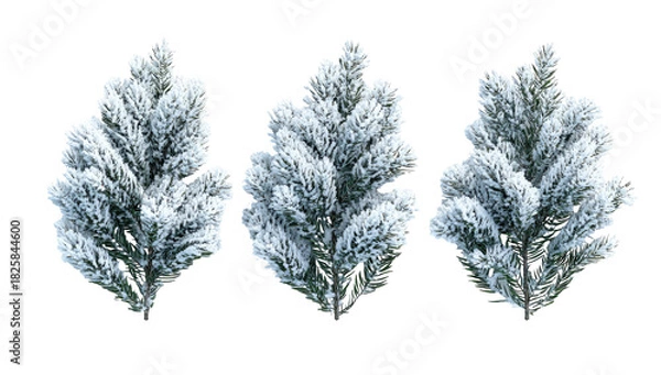 Fototapeta Three snow-dusted evergreen branches on black background