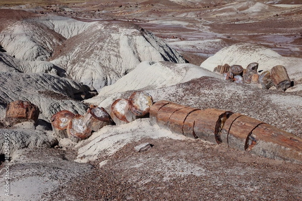 Obraz petrified woods