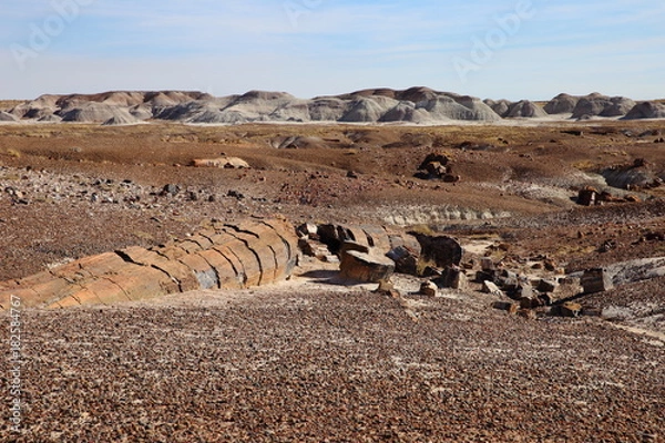 Obraz petrified woods