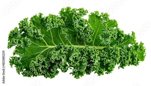 Fototapeta Vivid close-up shows a vibrant green kale leaf with intricate ruffled edges (1)
