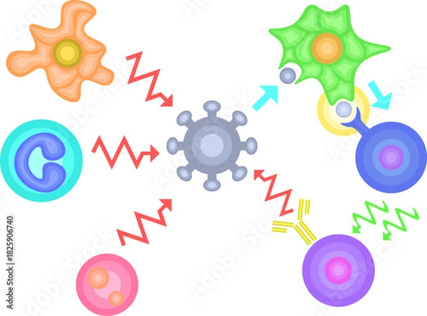 Obraz Innate Immunity vs Adaptive Immunity no background