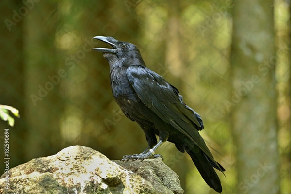 Obraz The common raven (Corvus corax), also known as the northern raven, all-black passerine bird. A raven is one of several larger-bodied species of the genus Corvus.