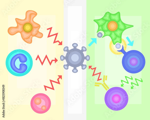 Obraz Innate Immunity vs Adaptive Immunity