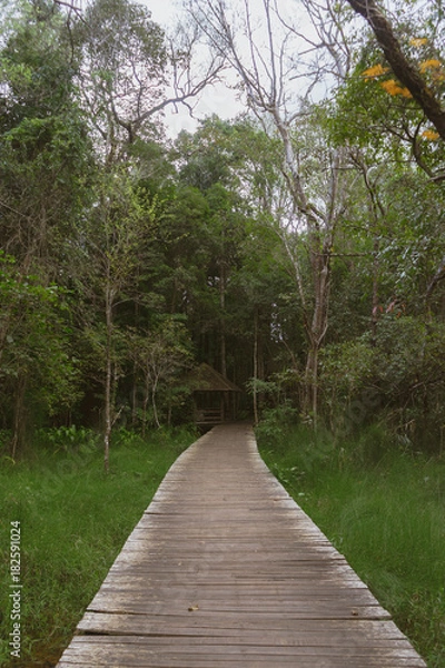 Obraz wooden walk way to the forest