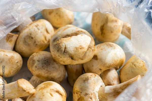 Fototapeta Fresh mushrooms in a transparent bag close-up in daylight.