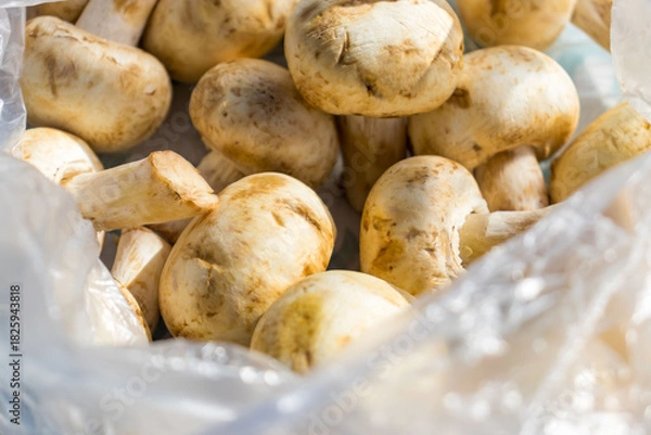 Obraz Fresh mushrooms in a transparent bag close-up in daylight.