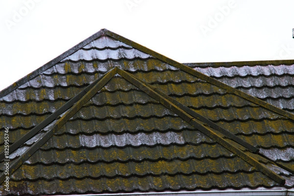Fototapeta green growth on roof