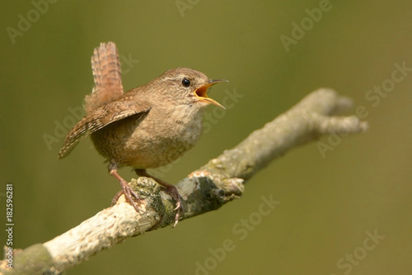 Obraz The Eurasian wren (Troglodytes troglodytes) is a very small bird, and the only member of the wren family Troglodytidae found in Eurasia and Africa. Singing