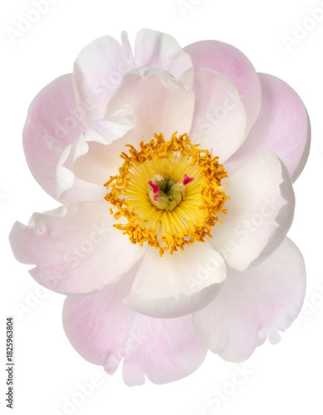 Fototapeta Overhead view of a delicate flower with pink petals and a yellow, textured center