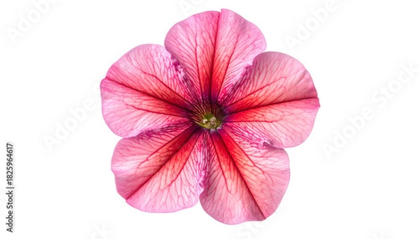 Fototapeta Close-up of a vibrant pink flower with intricate red veins, isolated on a black background