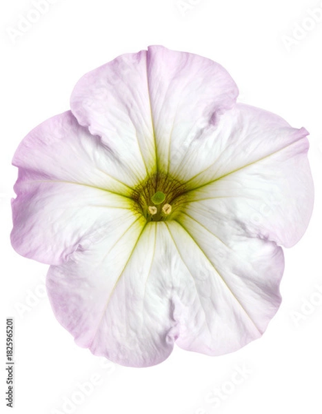 Fototapeta Close-up of a delicate white flower with soft pink edges, detailed petals, and a green center